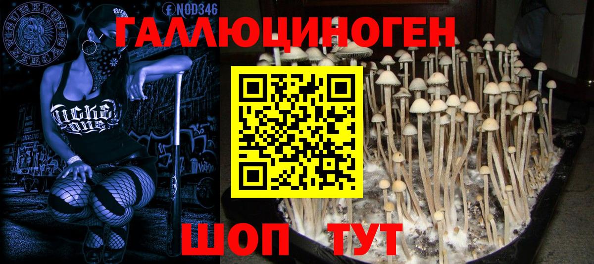 Псилоцибиновые грибы Psilocybine cubensis Красногорск