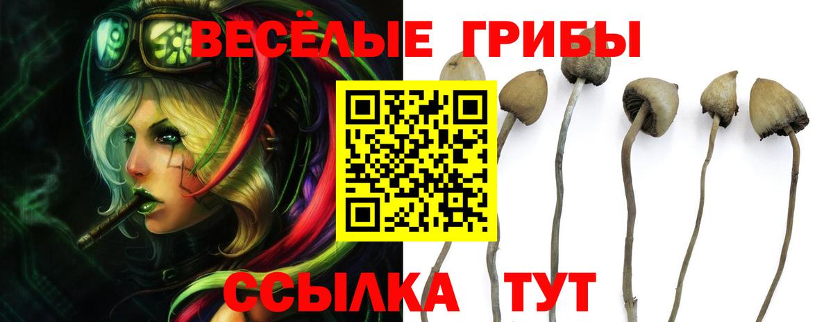 Красногорск  Псилоцибиновые грибы ЛСД  Вход с VPN  Галлюциногенные грибы мицелий 